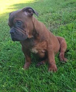 PIT BULL NEED 4 EVER HOME