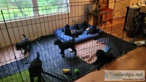 Standard Poodle puppies