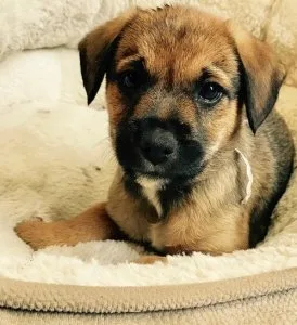 Border Terrier Puppies For Sale