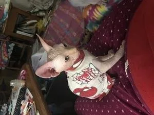 dffdffdiio Canadian Sphynx kitten