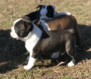 Boston Terrier Puppies For Sale