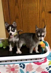 Preious Alaskan Klee Kai Puppies For Sale
