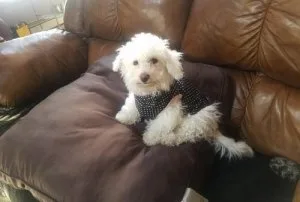Bichon Frise Puppies For Sale
