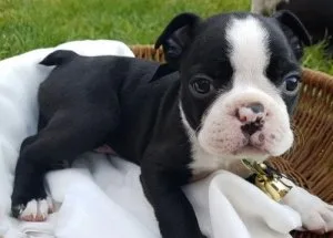 Akc Boston Terrier Puppies For Adoption