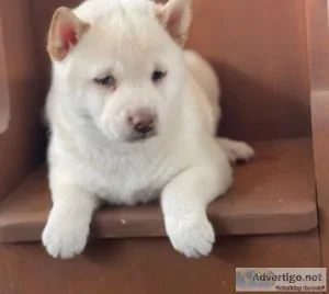 Libby Shiba Inu