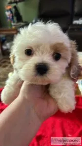 Cavachon teddy bear puppies