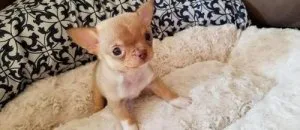 Smooth Tea Cup Chihuahua Puppies Available Now