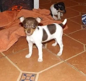 Toy Fox Terrier Puppies For Sale