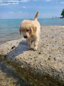 Beautiful Golden Retriever puppies