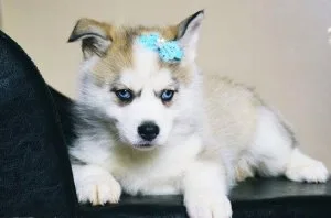 Stunning Blue Eyes Pomsky Puppies For Sale