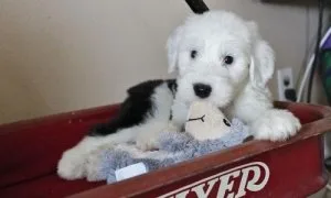 Old English Sheepdog Puppies For Sale
