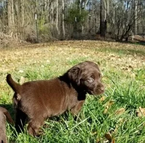 Labrador Retriever Puppies For Sale