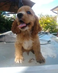 Cocker Spaniel Puppies For Sale