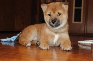 Shiba Inu Puppies For Sale