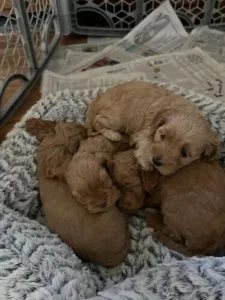 Cockapoo puppies