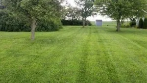 Tree stump removal and tree trimming services in Abilene KS and 