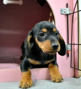 Dachshund Puppies For Sale