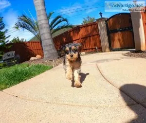 MALE AND FEMALE YORKIE PUPPIES