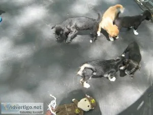 poodle mix small breed puppies