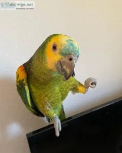 Amazon parrots For Sale