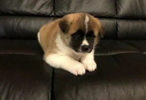 Purebred AKC Reg Akita Puppies For Sale Now.