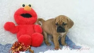 Puggle Puppies For Sale