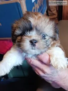 Shih-Tzu Puppies