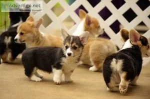 Healthy Pembroke Welsh Corgi puppies