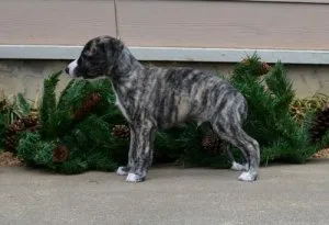 Whippet Puppies For Sale