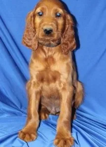 Irish Setter Puppies For Sale