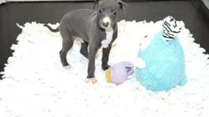Italian Greyhound Puppies For Sale