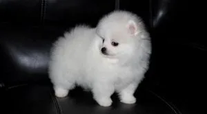 Pomeranian Puppies For Sale