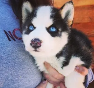 Siberian Husky Puppies For Sale