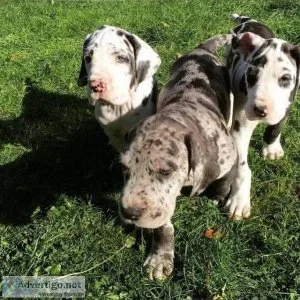 Great Dane puppies for sale