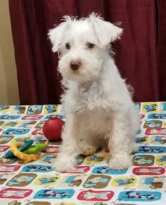 Schnoodle Puppies For Sale