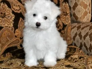 Coton De Tulear Puppies For Sale