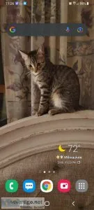 I have a Bengal kitten at 6 months old and I want to see if I ca