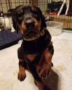 Doberman Pinscher Puppies For Sale