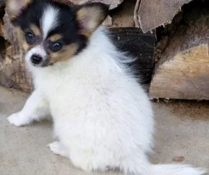 Gorgeous Papillon Puppies Available.