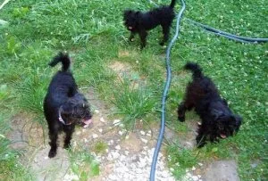 Mnnh Affenpinscher Puppies For Sale Now