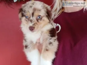 Mini Australian Shepherd Puppies.
