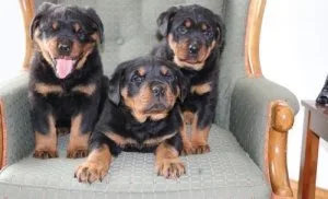 Rottweiler Puppies For Sale