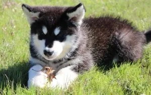READY TO GO HOME Alaskan Malamute Puppies For Sale