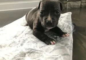 Staffordshire Bull Terrier Puppies For Sale