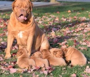 Dogue De Bordeaux Puppies For Sale