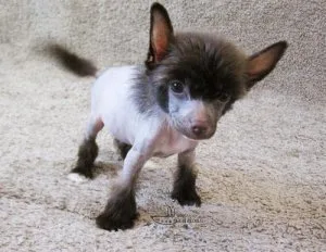 Chinese Crested Puppies For Sale