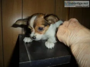 calito puppy need rehoming
