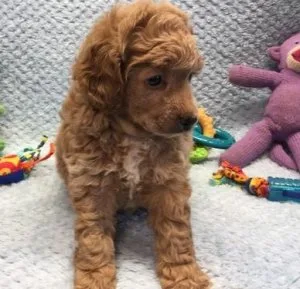 Toy Poodle Puppies For Sale