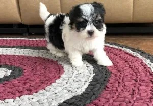 Havanese Puppies For Sale
