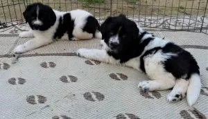 Newfoundland Puppies For Sale